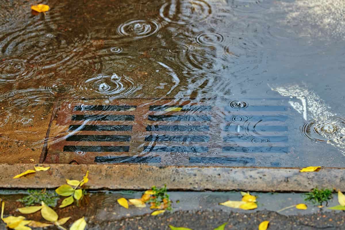 Blocked stormwater drain on a Brisbane street with standing rainwater and falling leaves.